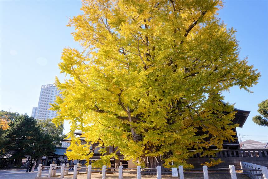 葛飾八幡宮　千本公孫樹（せんぼんいちょう）横から