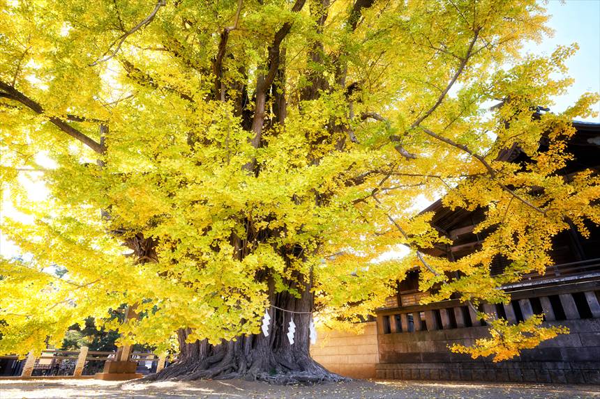 葛飾八幡宮　千本公孫樹（せんぼんいちょう）斜め後ろから