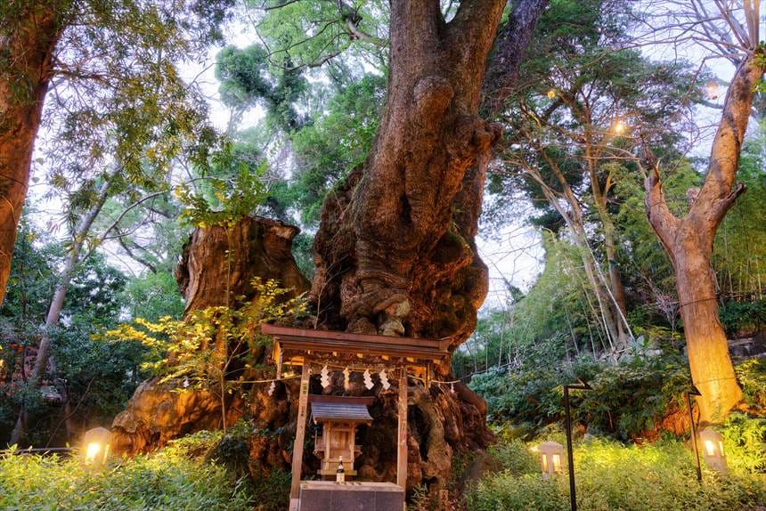 來宮神社の大楠　正面から