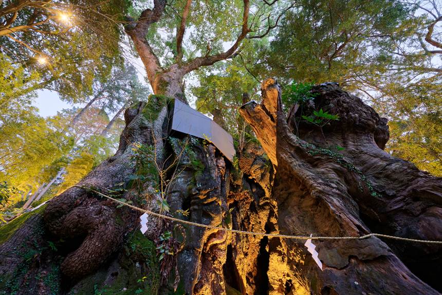來宮神社の大楠　下から