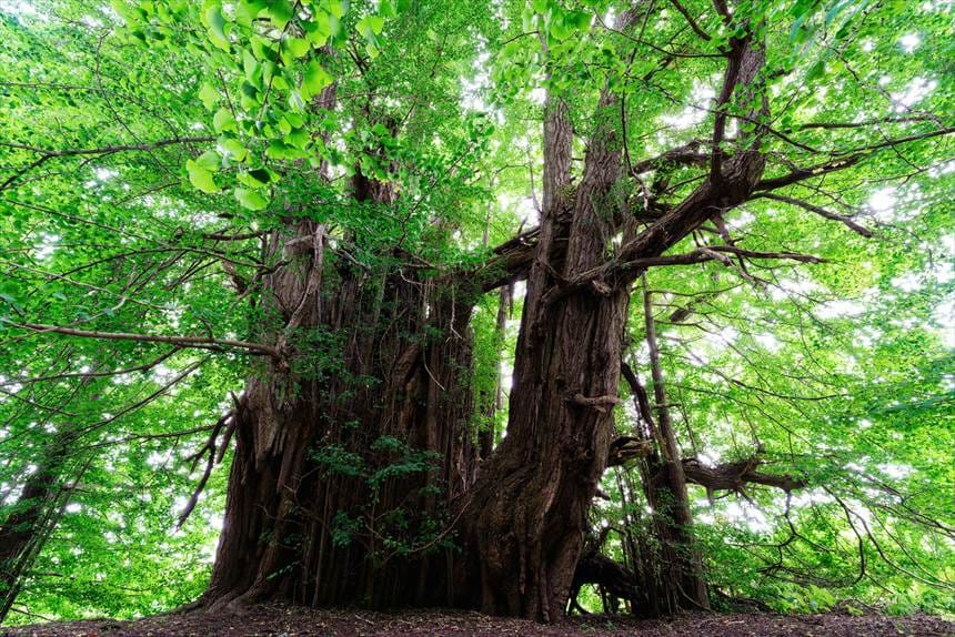 北金ヶ沢の大イチョウ　幹