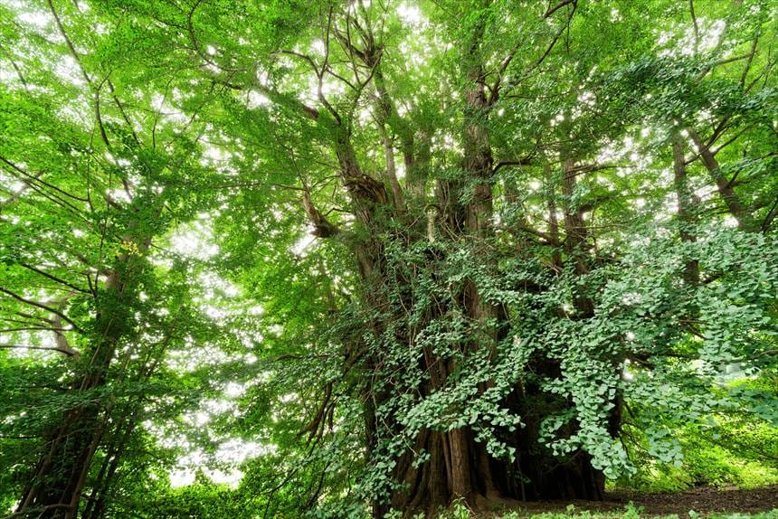 北金ヶ沢の大イチョウ
中はカオス