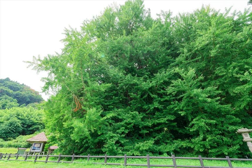 森のような
北金ヶ沢の大イチョウ
