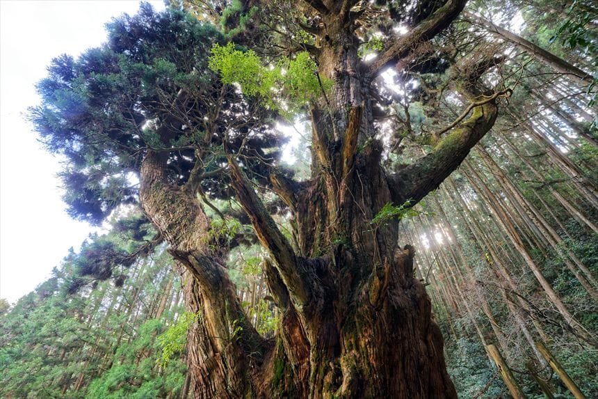 桃原の牡丹スギ 下から撮影
