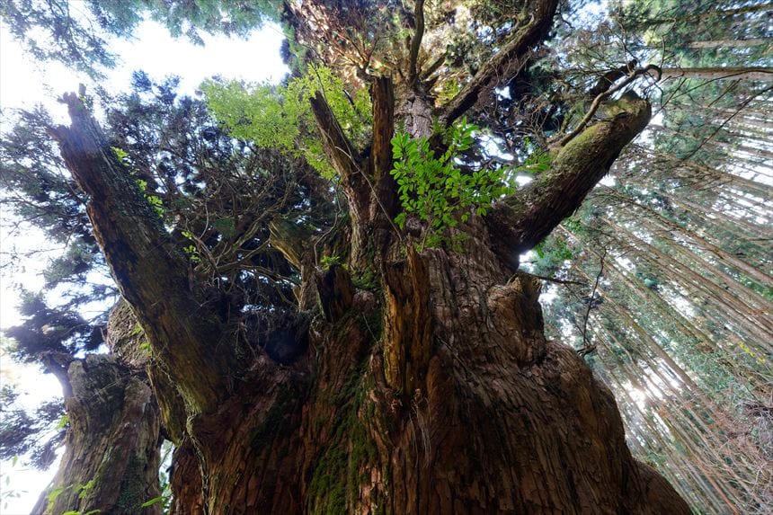 桃原の牡丹スギ 痛々しく折れた枝