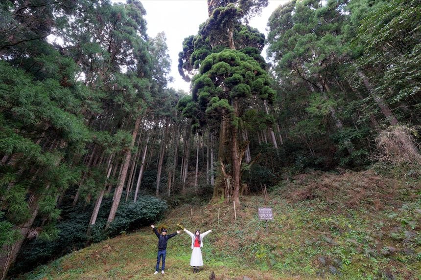 桃原の牡丹スギ 記念撮影