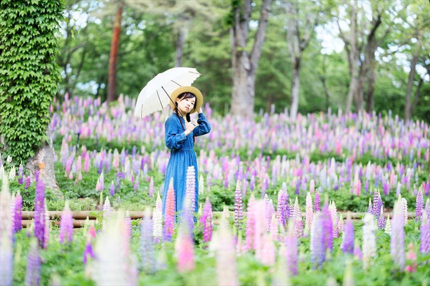 国営武蔵丘陵森林公園デルフィニウム
4月下旬〜5月上旬ポートレート