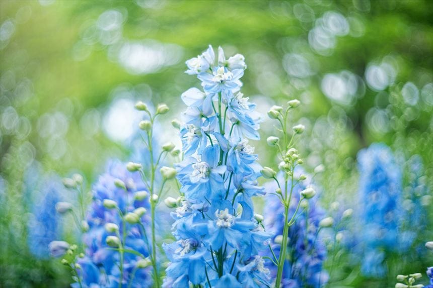 国営武蔵丘陵森林公園デルフィニウム
4月下旬〜5月上旬 水色
