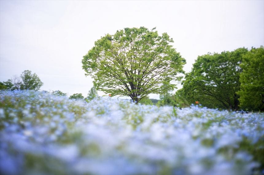 国営武蔵丘陵森林公園ネモフィラ
4月下旬〜5月上旬