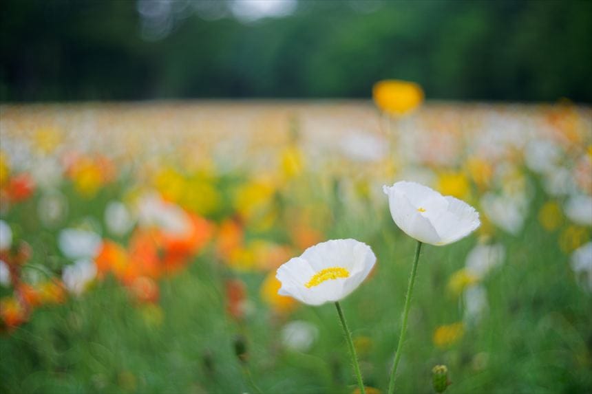 国営武蔵丘陵森林公園アイランドポピー
4月下旬〜5月上旬
アップ画像