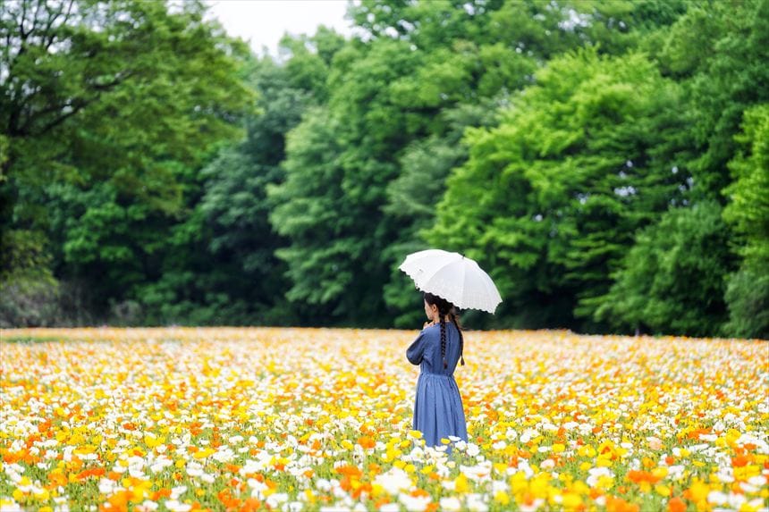 国営武蔵丘陵森林公園アイランドポピー
4月下旬〜5月上旬 ポートレート