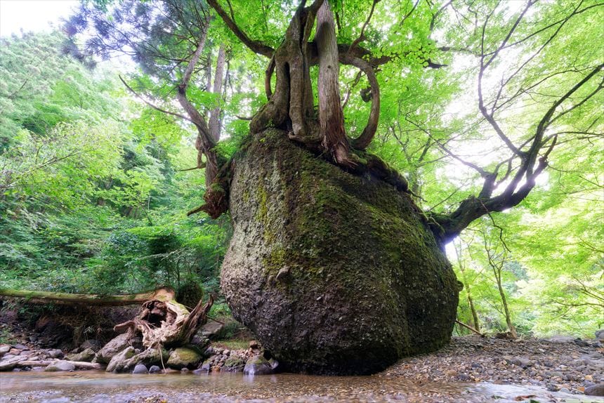 ネコバリ岩 横から
