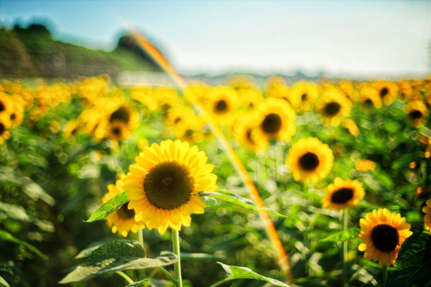 Minolta MC ROKKOR-PF 58mm F1.4の虹フレア