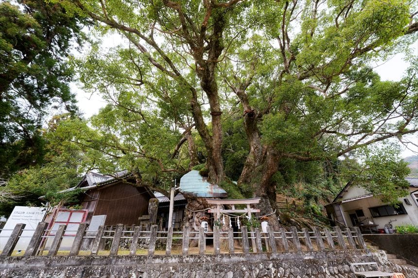 御神木と鳥居　大谷のクスノキ