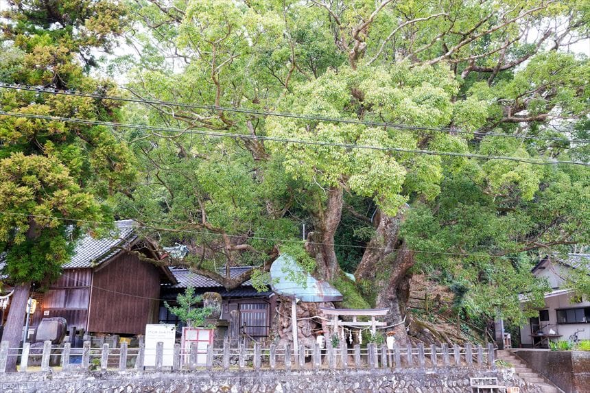 大谷のクスノキ　全体図