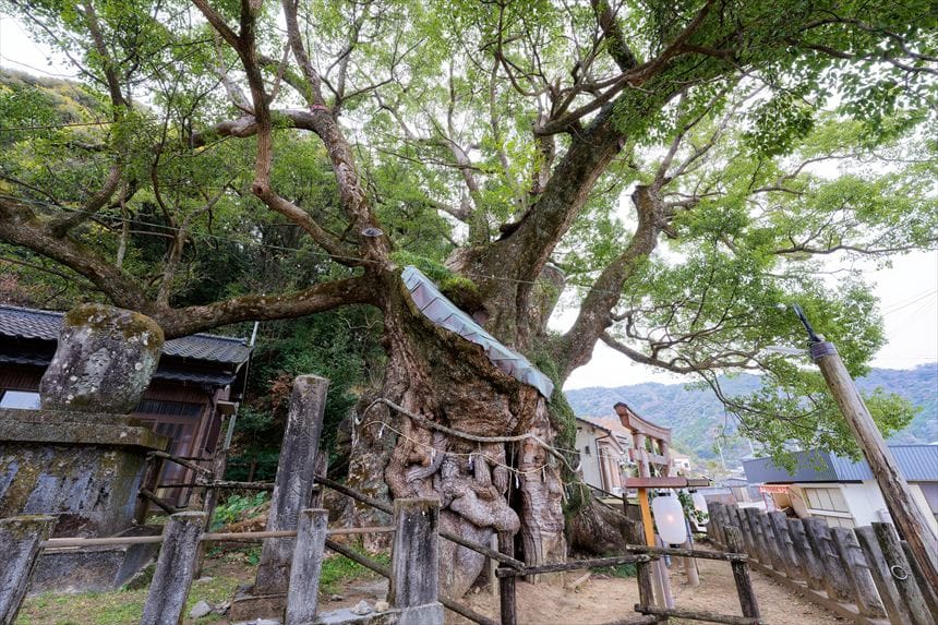 大谷のクスノキ