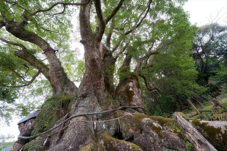 大谷のクスノキの根元