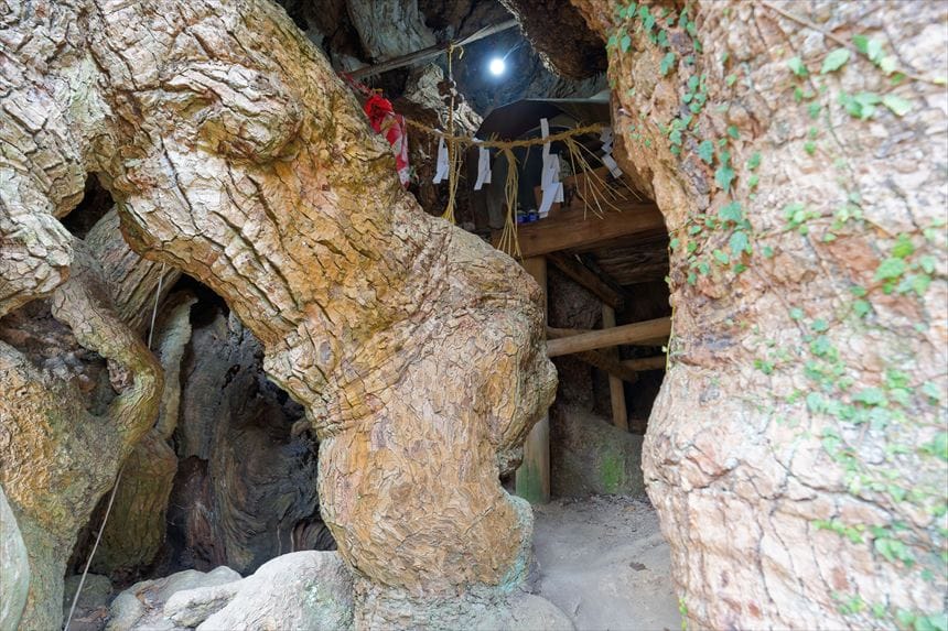 大谷のクスノキ　幹内部の神棚？祠の様子