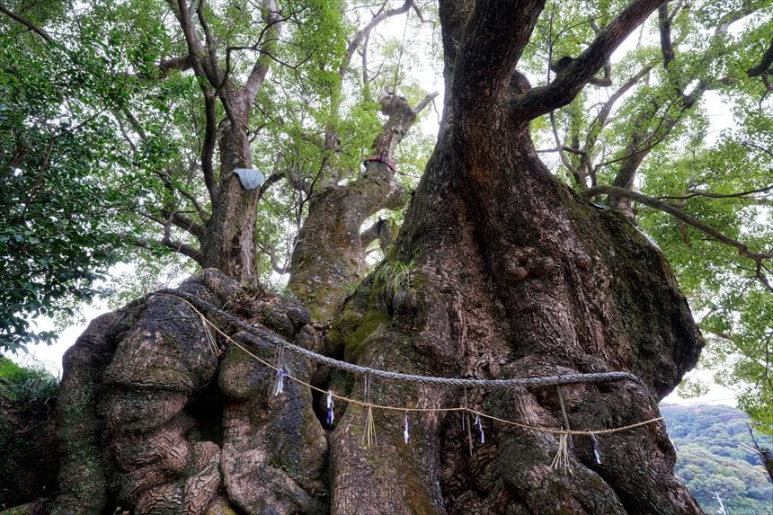 大谷のクスノキの根元