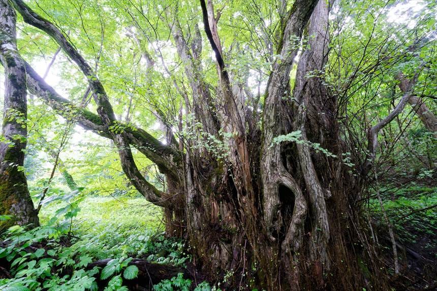 栗沢の千本カツラ　アップ