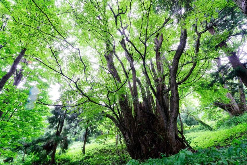 栗沢の千本カツラ　全体図その2
