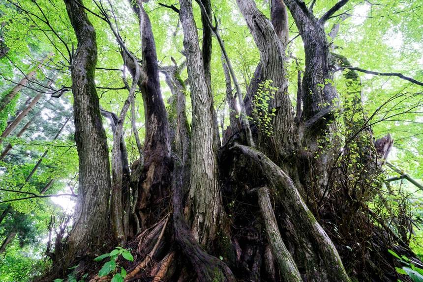 栗沢の千本カツラ　幹が無数に生える様子