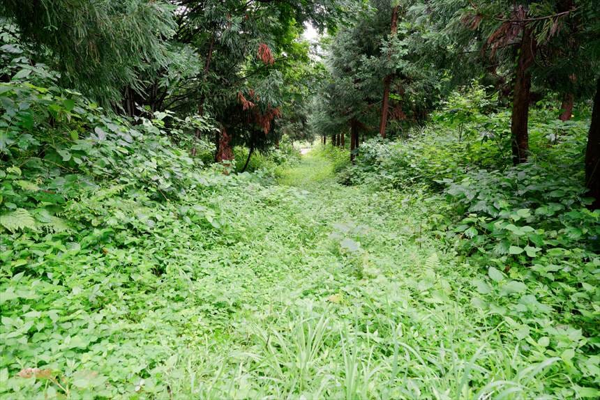 栗沢の千本カツラまでの道のり