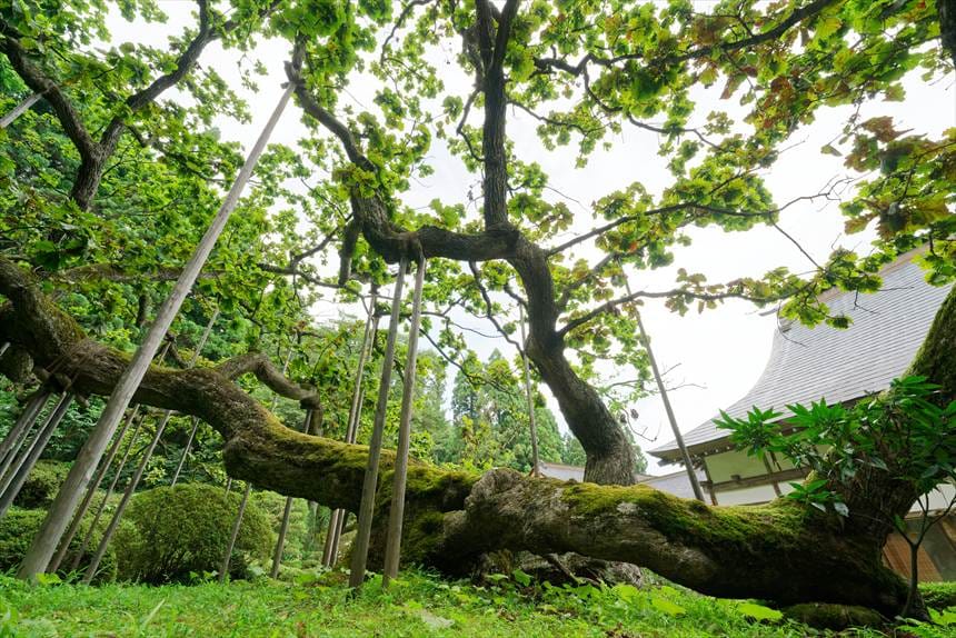 勝源院の逆ガシワ　根元