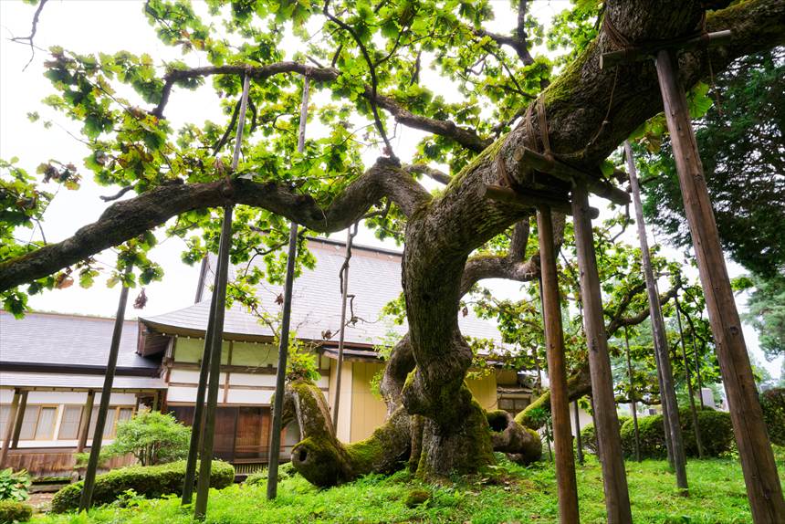 勝源院の逆ガシワ　荒れ狂った枝