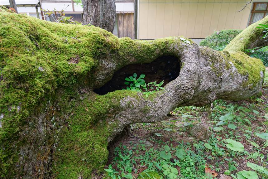 勝源院の逆ガシワ　根元の空洞