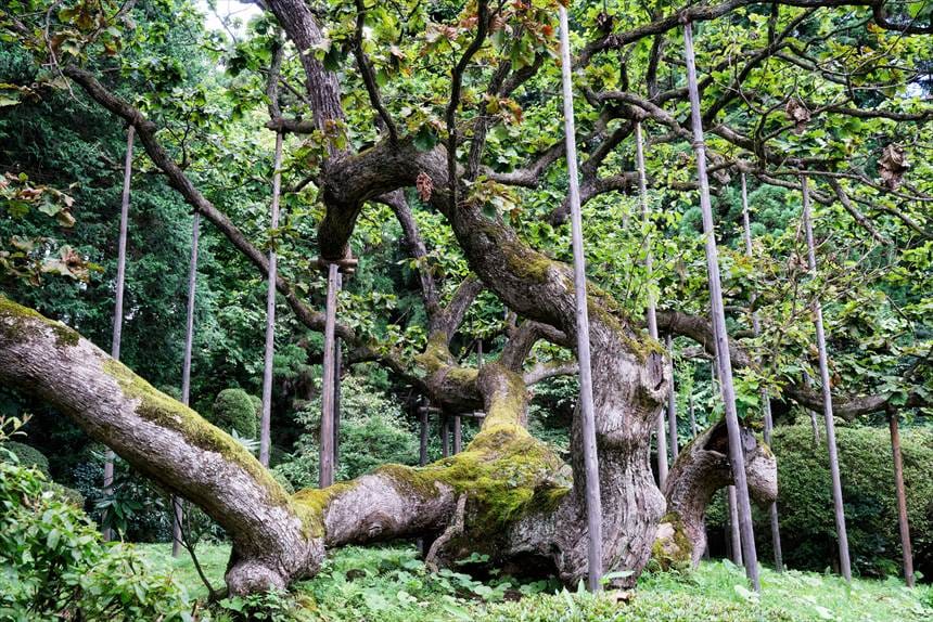 勝源院の逆ガシワ　荒れ狂った枝　その２