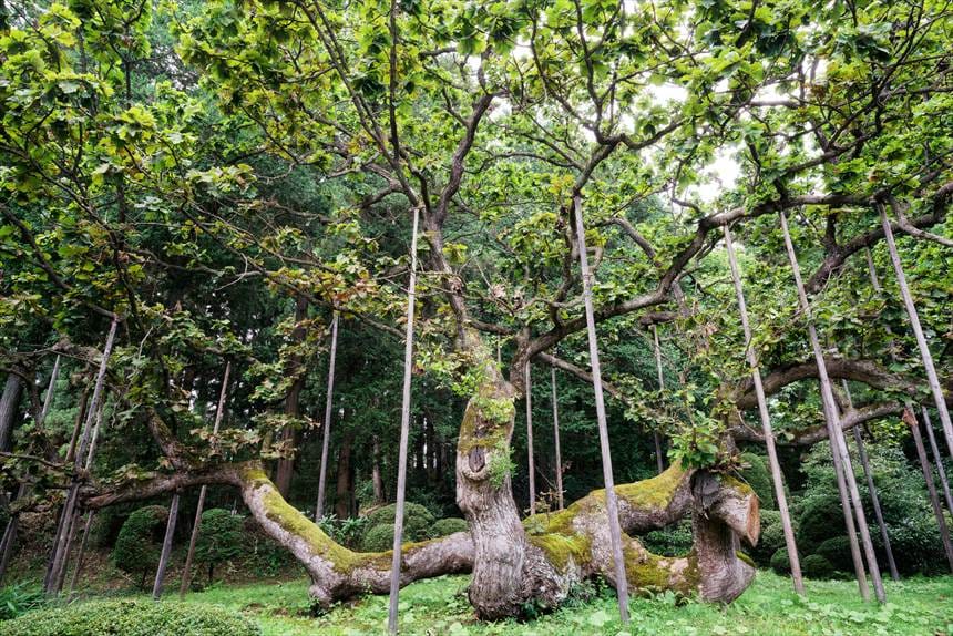 勝源院の逆ガシワ　何かを包み込むような形状