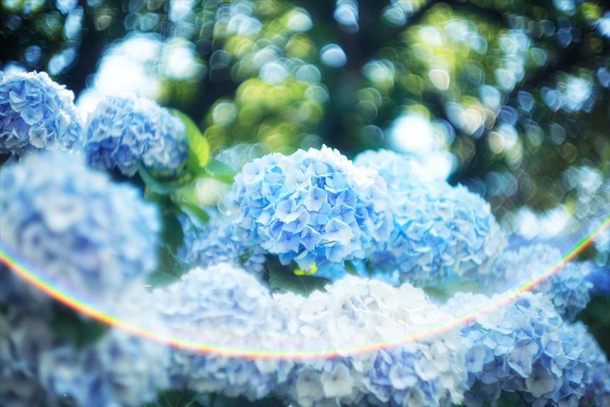 Leitz summarit 5cm F1.5の虹フレア