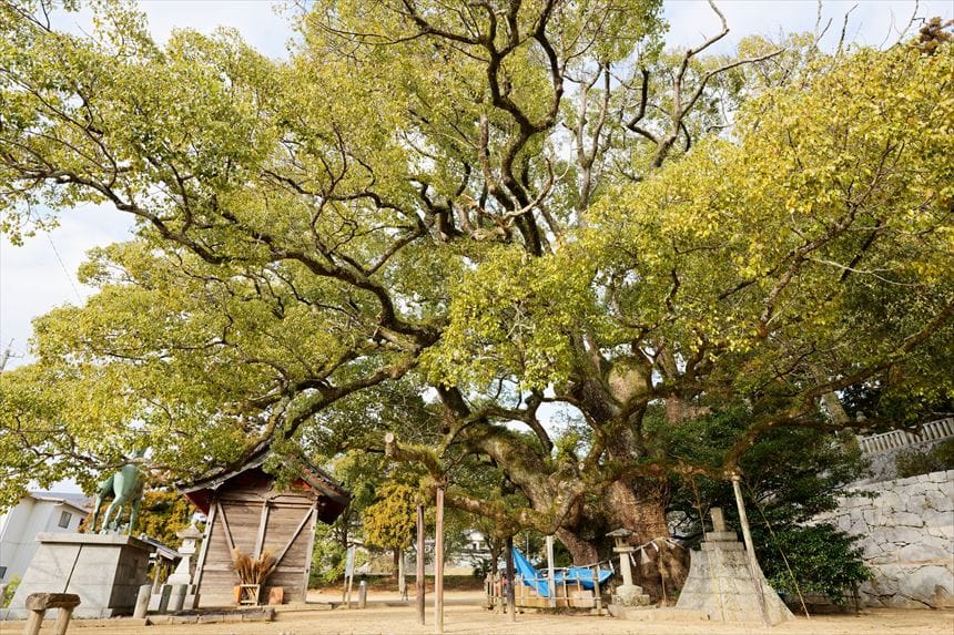 富田神社のクスノキ 境内からはみ出す様子