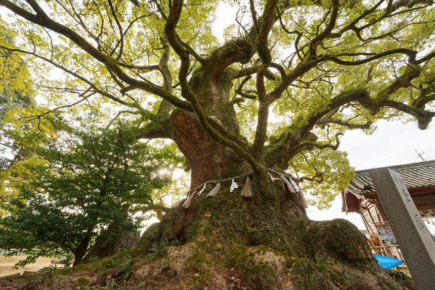 富田神社のクスノキ 根元からアップ
