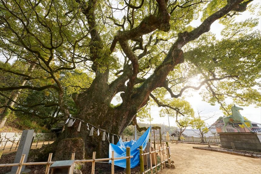 富田神社のクスノキ アップ