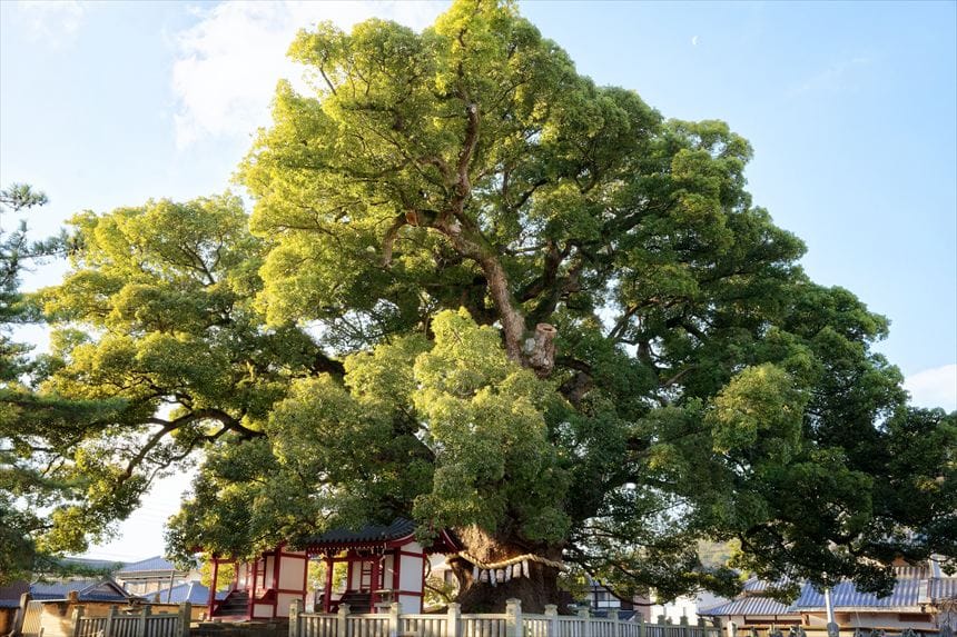 善通寺　五社明神の大楠