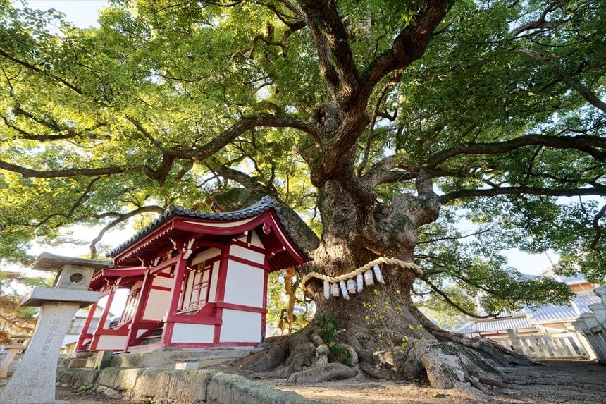 善通寺　五社明神の大楠