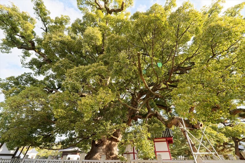 善通寺　五社明神の大楠