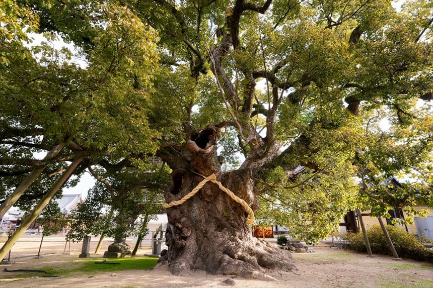 善通寺　大クス