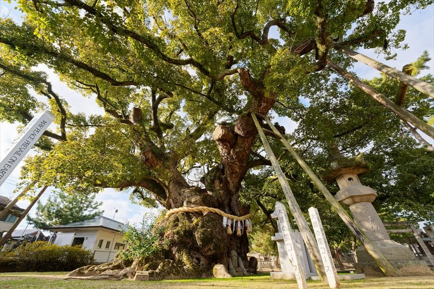 善通寺　大クス