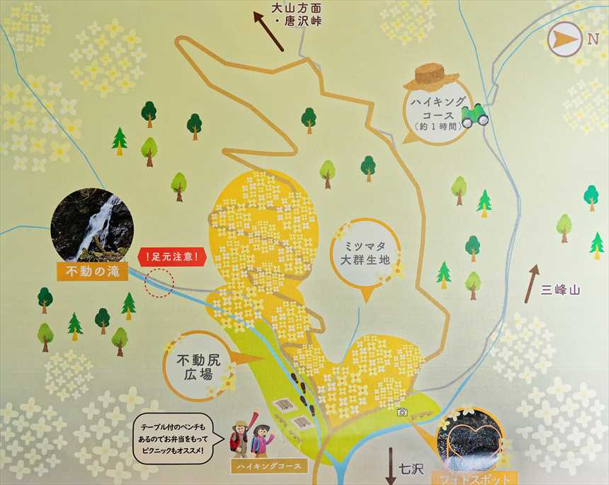 群生地ハイキングコースマップ
不動尻ミツマタ大群生地