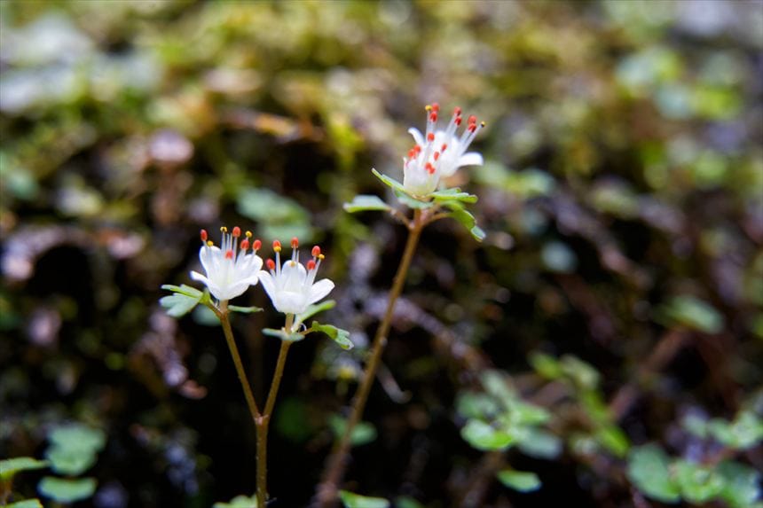 ハナネコノメ
不動の滝付近