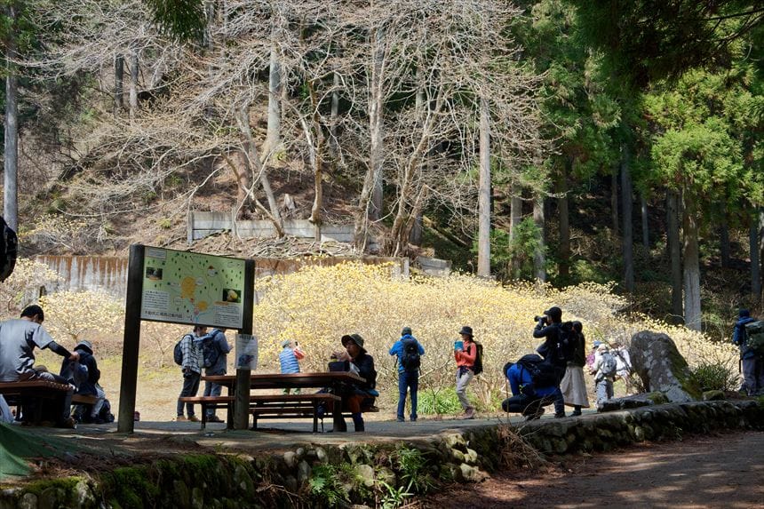 ミツマタ大群生地入口（小群生地）