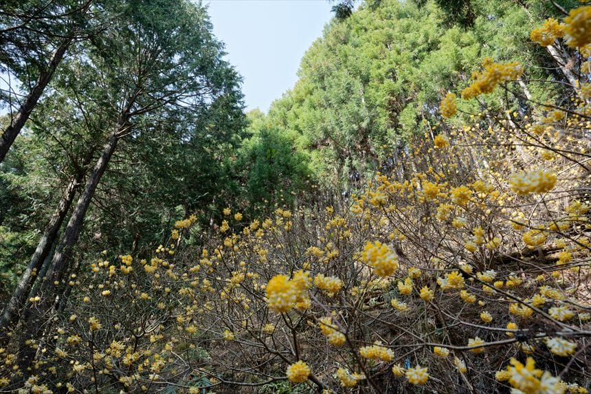 不動尻ミツマタ大群生地の様子