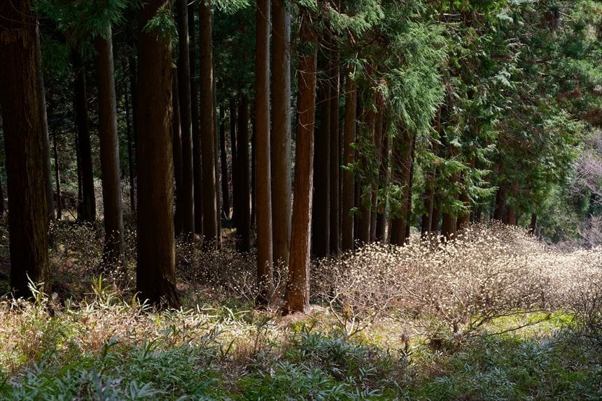 現在の不動尻ミツマタ大群生地
ミツマタの密度が減ってしまい、スカスカ状態に・・・