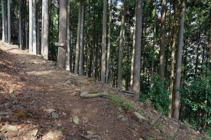 不動尻ミツマタ大群生地　分岐路