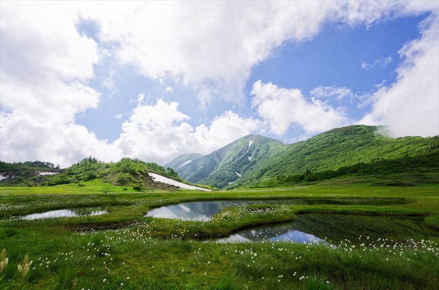 【新潟県】火打山　ワタスゲ　天狗の庭