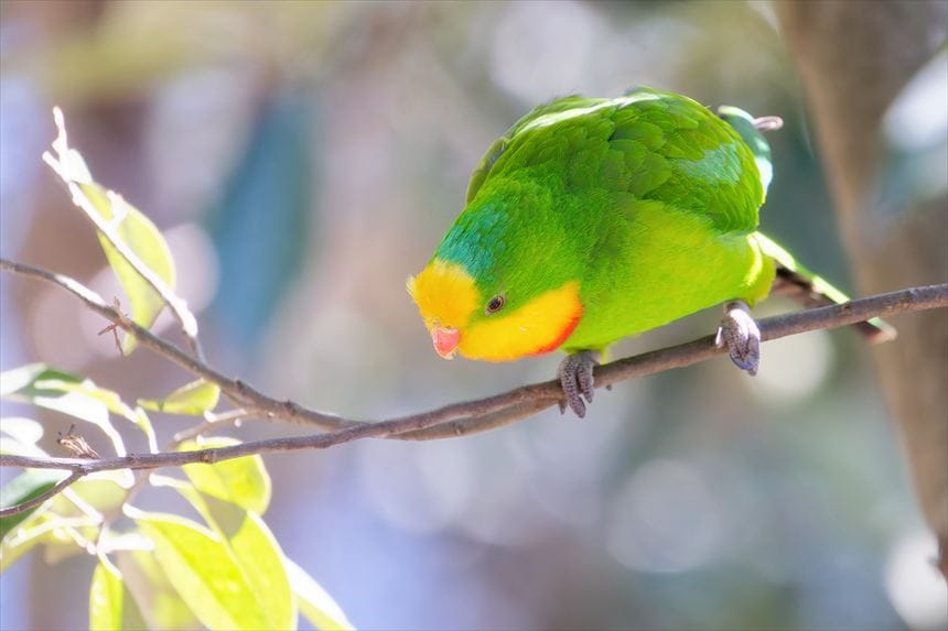 キャンベルタウン野鳥の森で撮影したミカヅキインコ