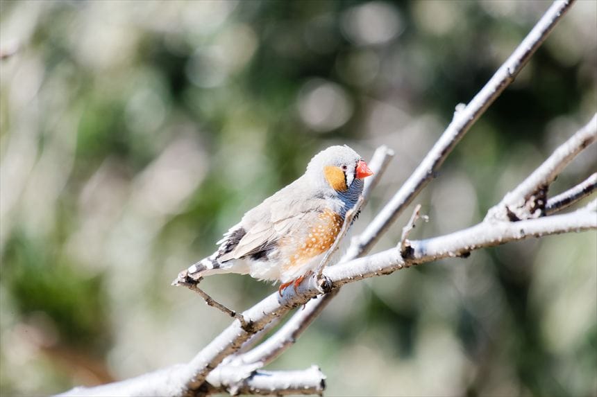 X-T100で撮影したキンカチョウ